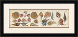 Coquillage V