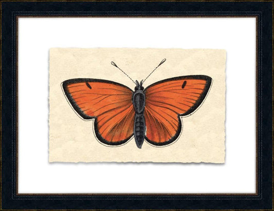 Petite Papilia I