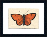 Petite Papilia I