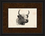 Chillingham Bull Head