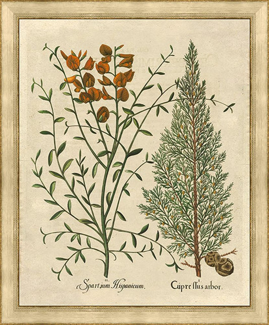 Spartium I