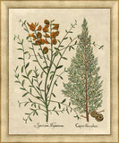 Spartium I