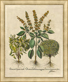 Spartium III