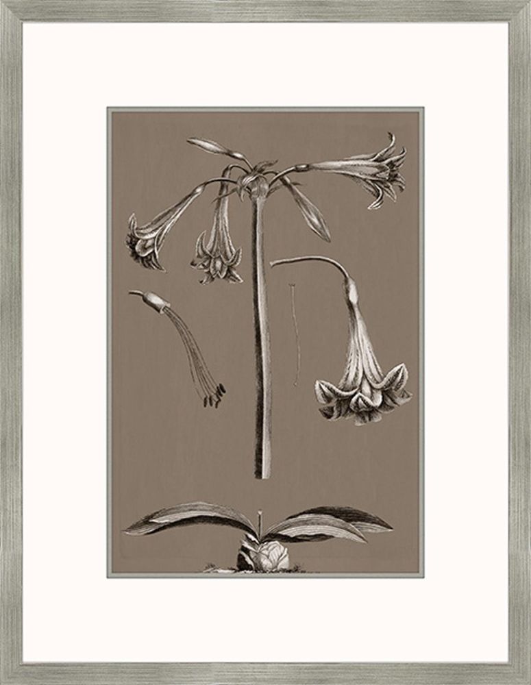 Buchoz Flowers On Taupe IV