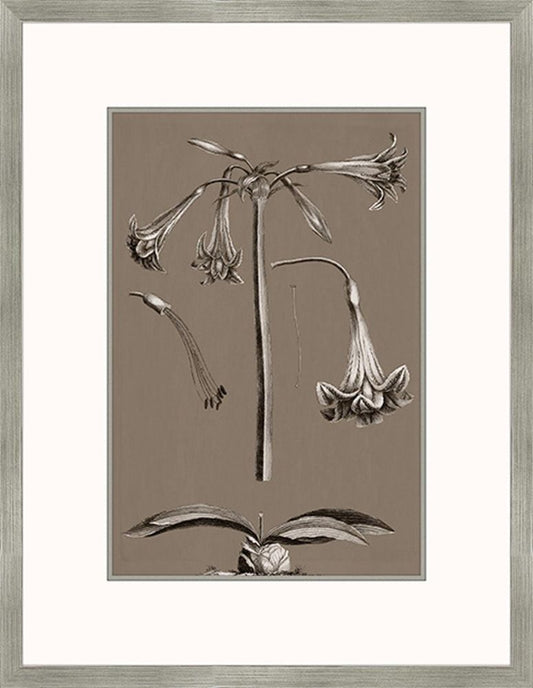 Buchoz Flowers On Taupe IV