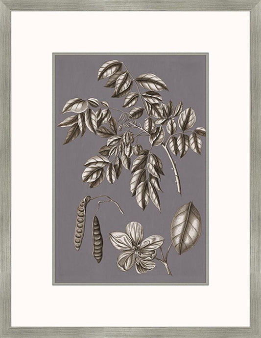 Buchoz Flowers On Gray Plum II