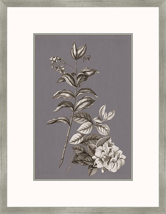 Buchoz Flowers On Gray Plum III