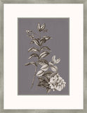 Buchoz Flowers On Gray Plum III