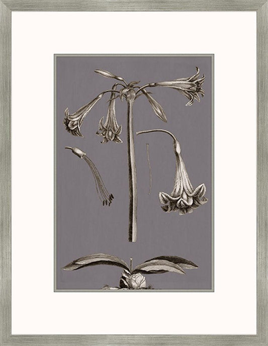 Buchoz Flowers On Gray Plum IV