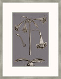 Buchoz Flowers On Gray Plum IV