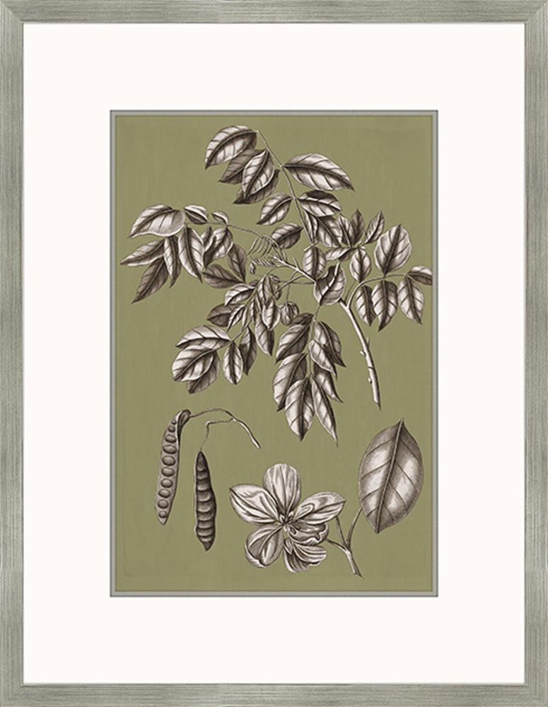 Buchoz Flowers On Sage II