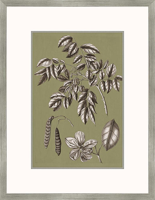 Buchoz Flowers On Sage II