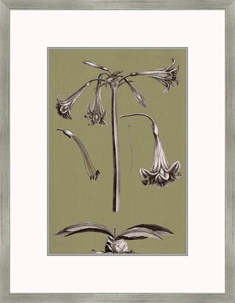 Buchoz Flowers On Sage IV