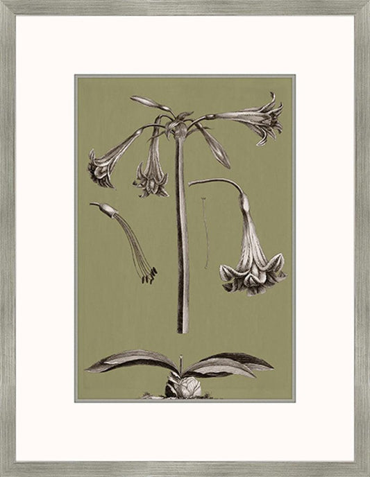 Buchoz Flowers On Sage IV