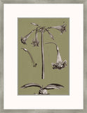 Buchoz Flowers On Sage IV