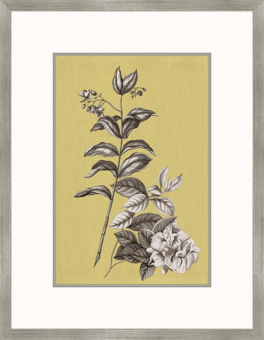 Buchoz Flowers On Citron III