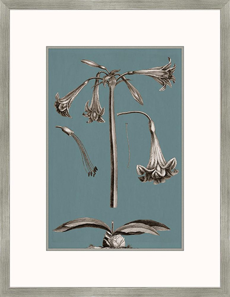 Buchoz Flowers On Teal IV