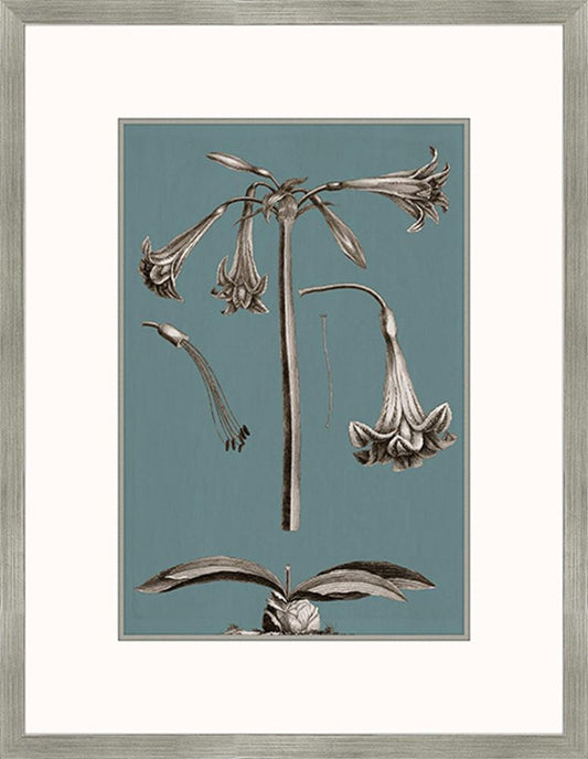 Buchoz Flowers On Teal IV