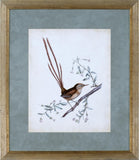 DELICATE BIRDS I