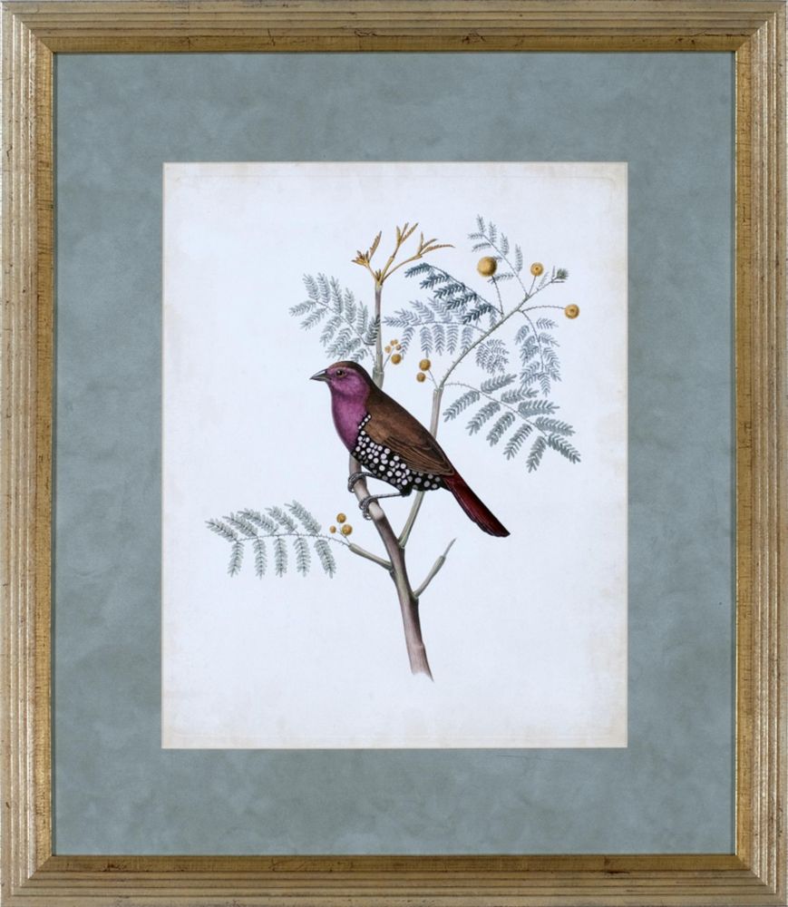 DELICATE BIRDS II