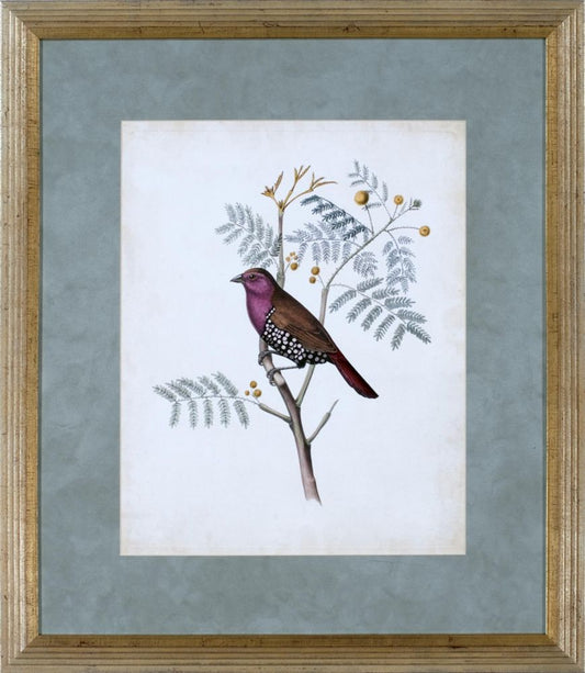 DELICATE BIRDS II