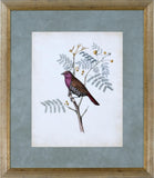 DELICATE BIRDS II