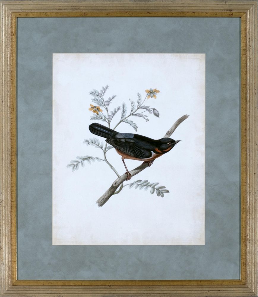 DELICATE BIRDS III