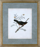 DELICATE BIRDS III