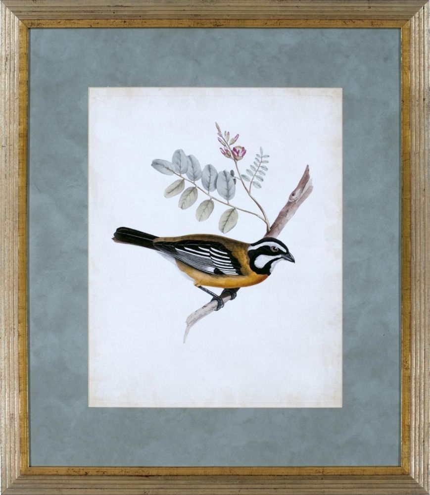 DELICATE BIRDS V