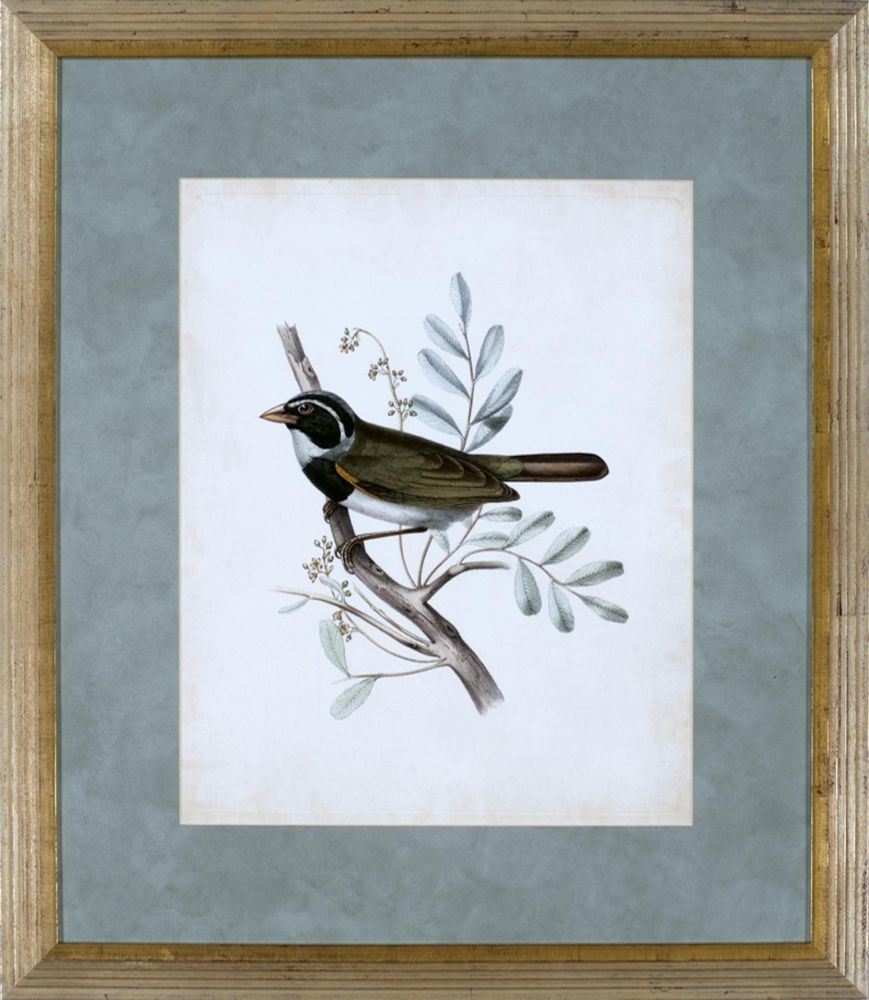 DELICATE BIRDS VI