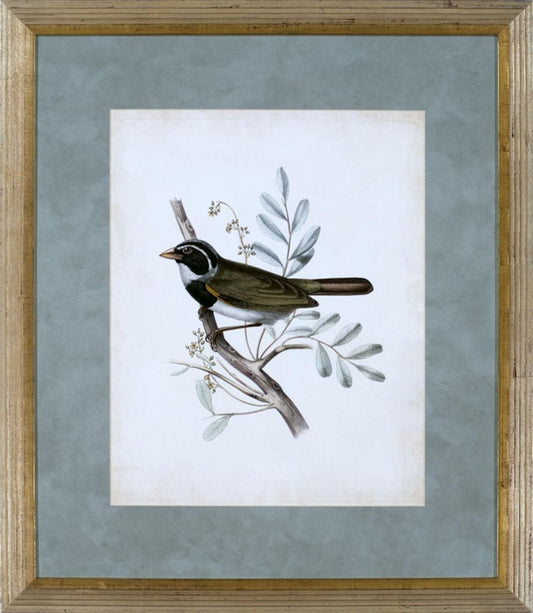 DELICATE BIRDS VI