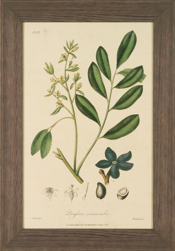 WOODLAND FOLIAGE I