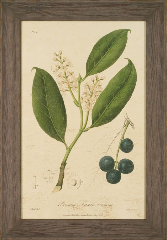 WOODLAND FOLIAGE II