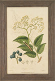 WOODLAND FOLIAGE IV