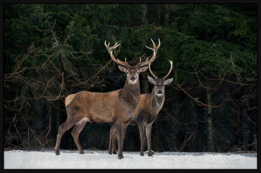 Elk