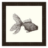 Goldfish