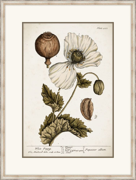 Miller's Poppy I