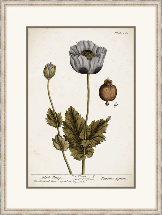 Miller's Poppy II
