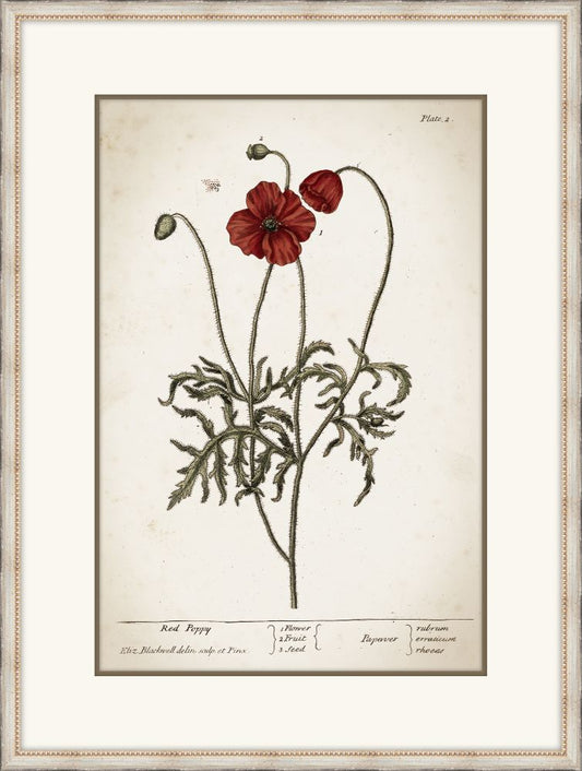 Miller's Poppy III