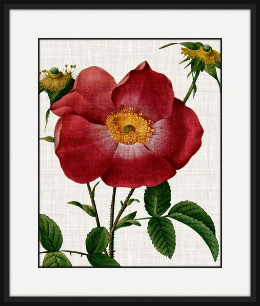 Woven Rose I