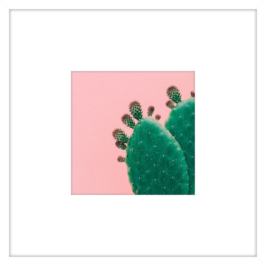 Prickly Pink III