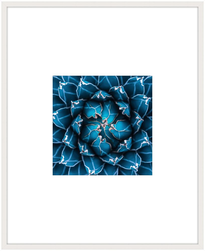 Blue Agave I