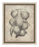 Harvest Fruit I