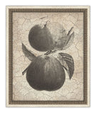 Harvest Fruit III