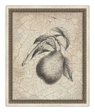 Harvest Fruit VII