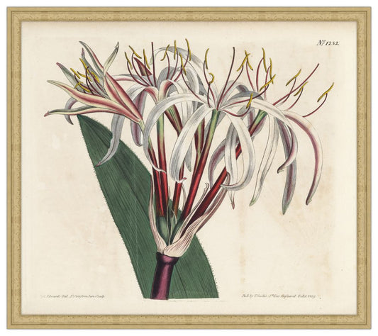 No 1232