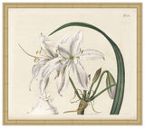 No 2532