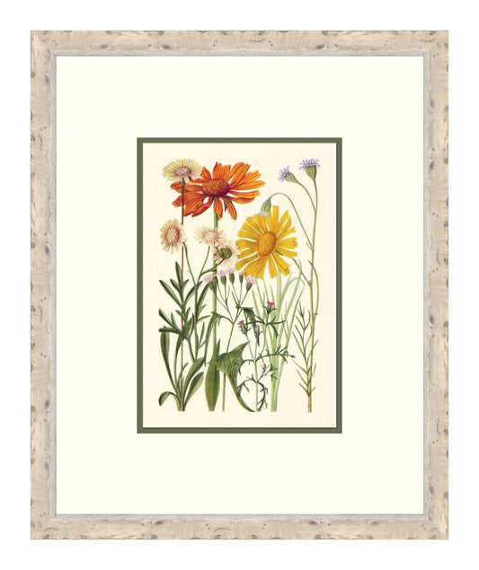 Cottage Flowers IV
