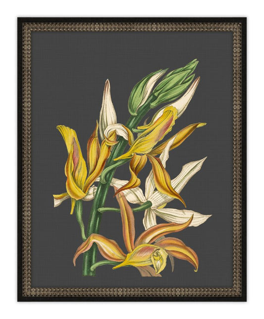 Beautiful Botanical on Black IV