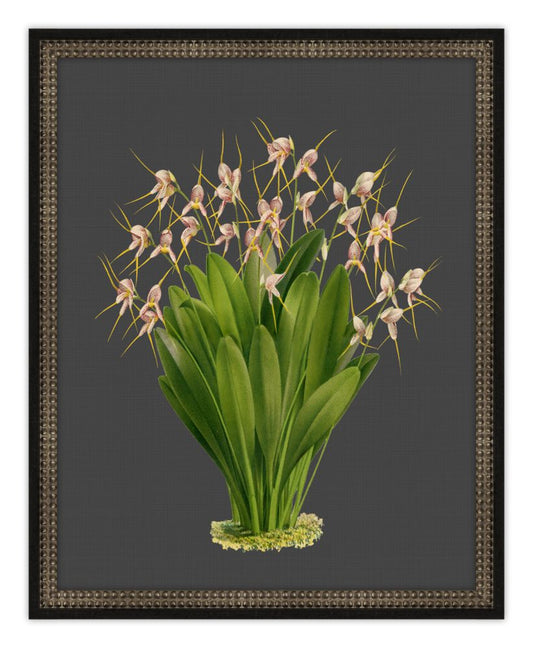Beautiful Botanical on Black VIII